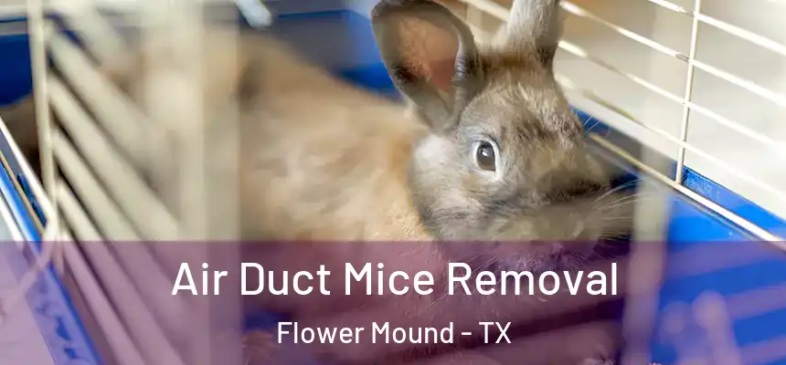  Air Duct Mice Removal Flower Mound - TX